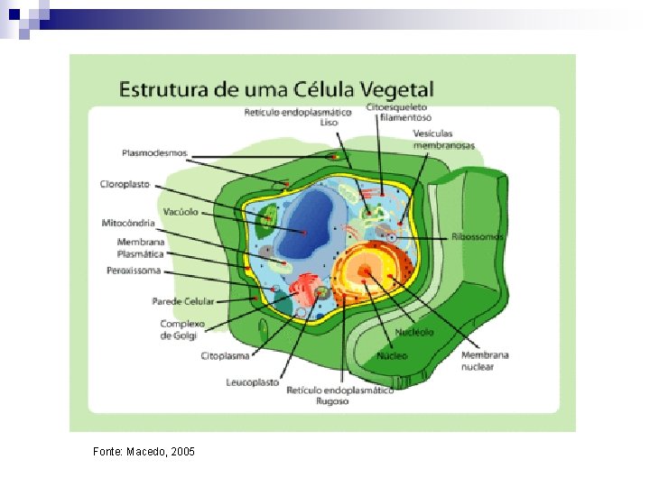 Fonte: Macedo, 2005 