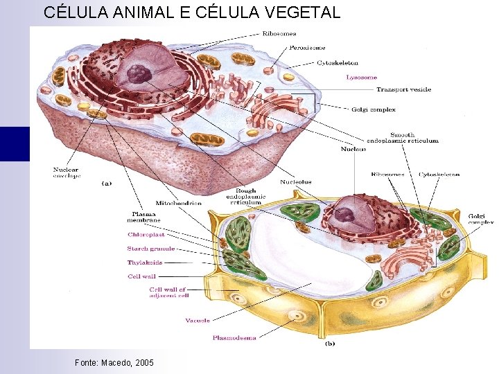 CÉLULA ANIMAL E CÉLULA VEGETAL Fonte: Macedo, 2005 