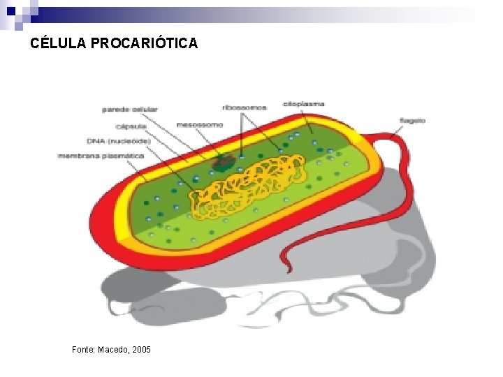 CÉLULA PROCARIÓTICA Fonte: Macedo, 2005 