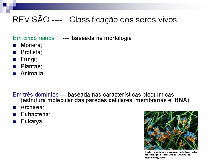 REVISÃO ---- Classificação dos seres vivos Em cinco reinos --- baseada na morfologia n