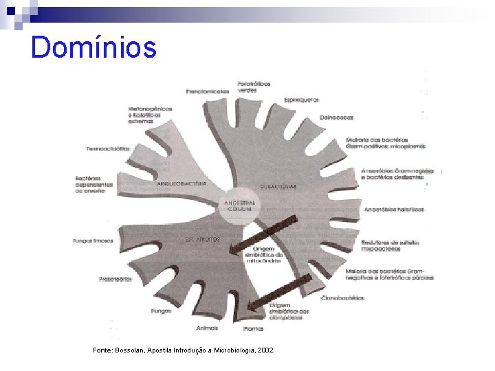 Domínios Fonte: Bossolan, Apostila Introdução a Microbiologia, 2002. 