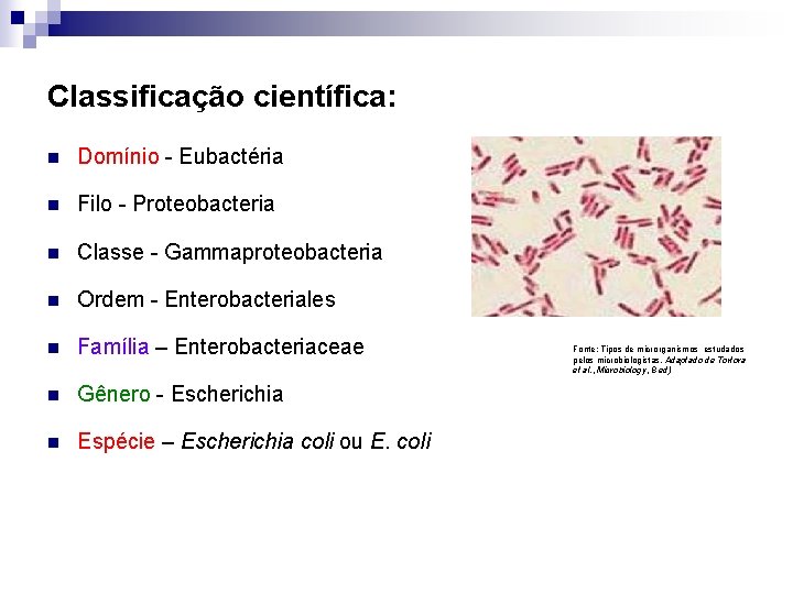 Classificação científica: n Domínio - Eubactéria n Filo - Proteobacteria n Classe - Gammaproteobacteria