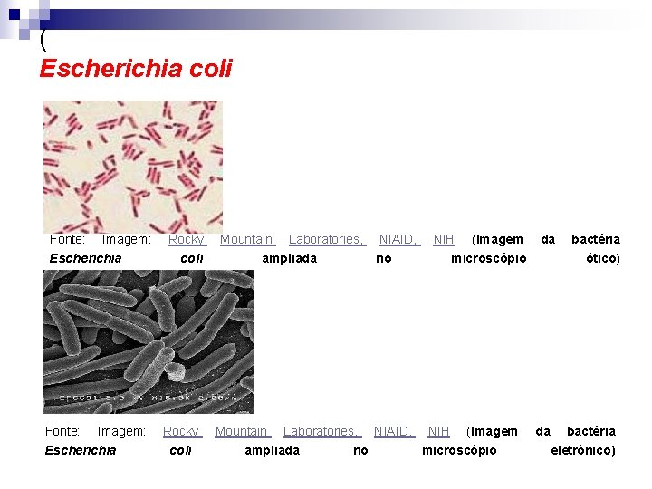 ( Escherichia coli Fonte: Imagem: Escherichia Rocky coli Mountain Laboratories, NIAID, ampliada no NIH