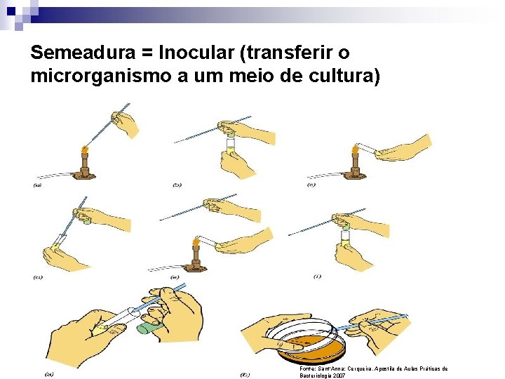 Semeadura = Inocular (transferir o microrganismo a um meio de cultura) Fonte: Sant’Anna; Cerqueira,