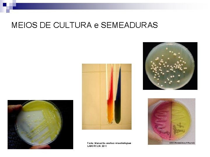 MEIOS DE CULTURA e SEMEADURAS Fonte: Manual de analises microbiológicas LABORCLIN, 2011 