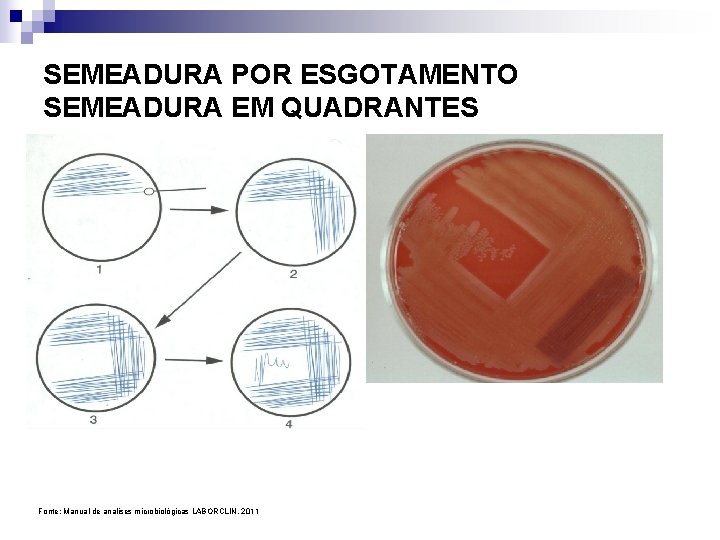 SEMEADURA POR ESGOTAMENTO SEMEADURA EM QUADRANTES Fonte: Manual de analises microbiológicas LABORCLIN, 2011 