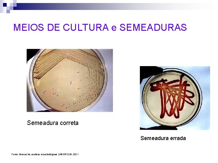MEIOS DE CULTURA e SEMEADURAS Semeadura correta Semeadura errada Fonte: Manual de analises microbiológicas