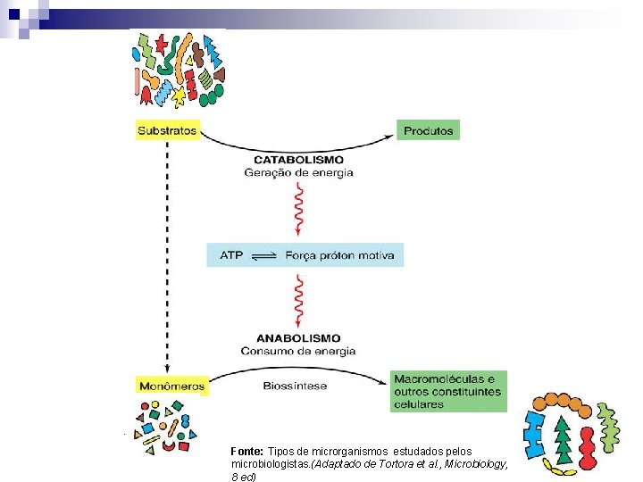 Fonte: Tipos de microrganismos estudados pelos microbiologistas. (Adaptado de Tortora et al. , Microbiology,