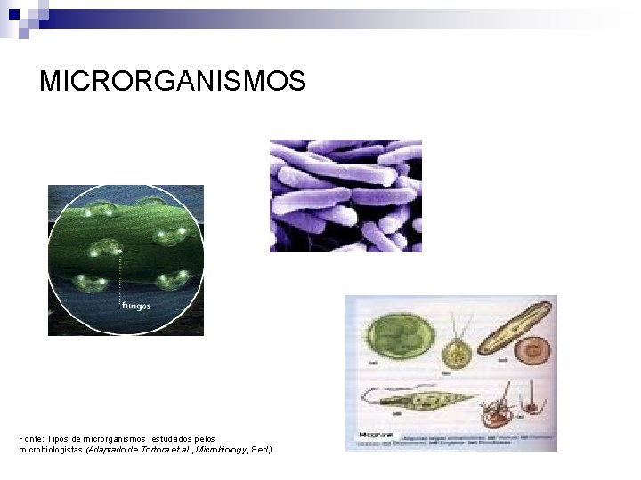 MICRORGANISMOS Fonte: Tipos de microrganismos estudados pelos microbiologistas. (Adaptado de Tortora et al. ,