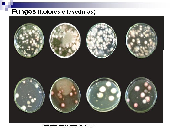 Fungos (bolores e leveduras) Fonte: Manual de analises microbiológicas LABORCLIN, 2011 
