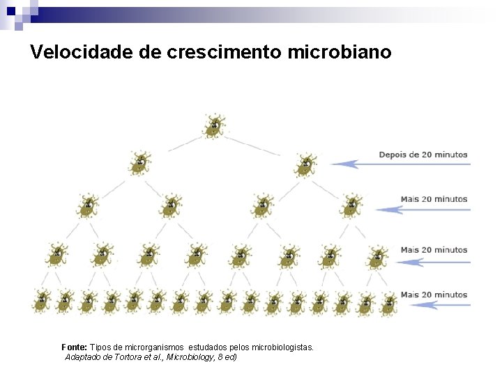 Velocidade de crescimento microbiano Fonte: Tipos de microrganismos estudados pelos microbiologistas. Adaptado de Tortora