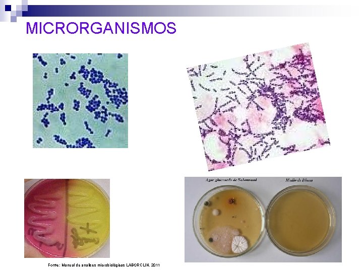 MICRORGANISMOS Fonte: Manual de analises microbiológicas LABORCLIN, 2011 