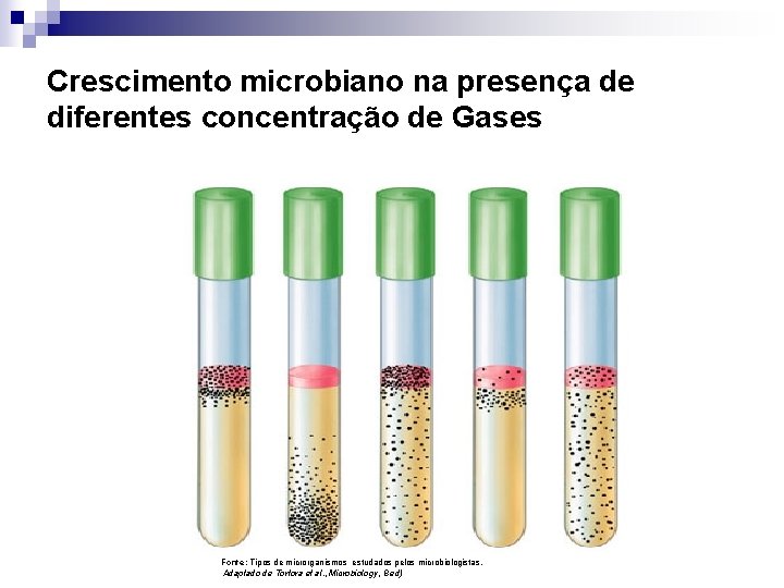 Crescimento microbiano na presença de diferentes concentração de Gases Fonte: Tipos de microrganismos estudados
