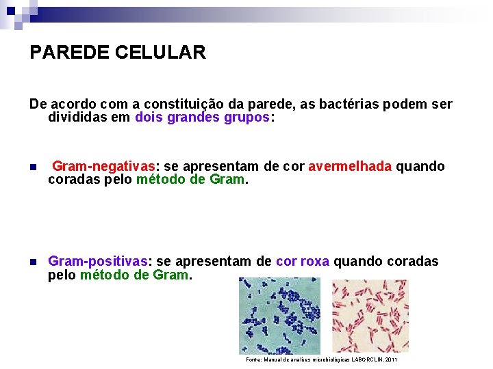 PAREDE CELULAR De acordo com a constituição da parede, as bactérias podem ser divididas