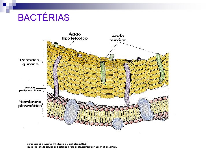 BACTÉRIAS Fonte: Bossolan, Apostila Introdução a Microbiologia, 2002. Figura 11: Parede celular de bactérias