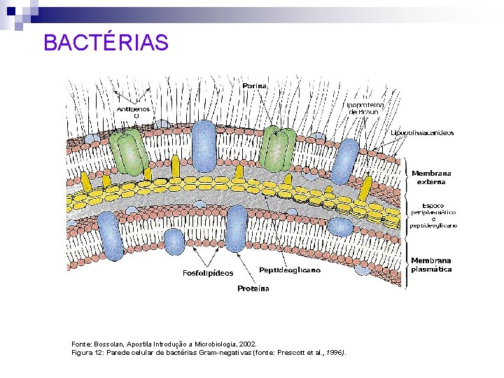 BACTÉRIAS Fonte: Bossolan, Apostila Introdução a Microbiologia, 2002. Figura 12: Parede celular de bactérias