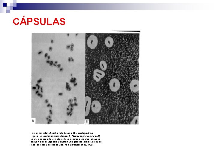 CÁPSULAS Fonte: Bossolan, Apostila Introdução a Microbiologia, 2002. Figura 10: Bactérias capsuladas. A) Klebsiella
