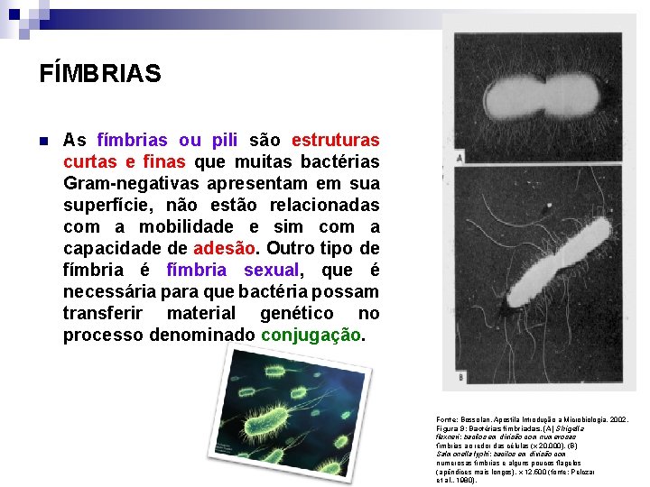 FÍMBRIAS n As fímbrias ou pili são estruturas curtas e finas que muitas bactérias