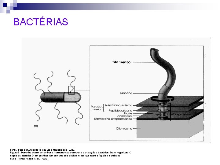 BACTÉRIAS Fonte: Bossolan, Apostila Introdução a Microbiologia, 2002. Figura 8: Desenho de um corpo