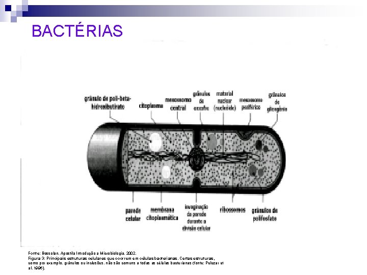 BACTÉRIAS Fonte: Bossolan, Apostila Introdução a Microbiologia, 2002. Figura 3: Principais estruturas celulares que