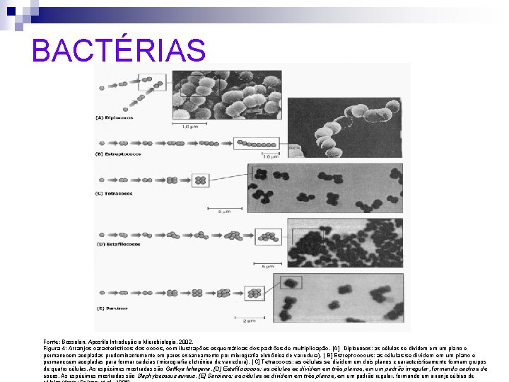 BACTÉRIAS Fonte: Bossolan, Apostila Introdução a Microbiologia, 2002. Figura 4: Arranjos característicos dos cocos,