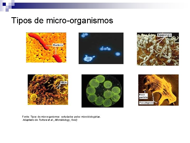 Tipos de micro-organismos Fonte: Tipos de microrganismos estudados pelos microbiologistas. Adaptado de Tortora et
