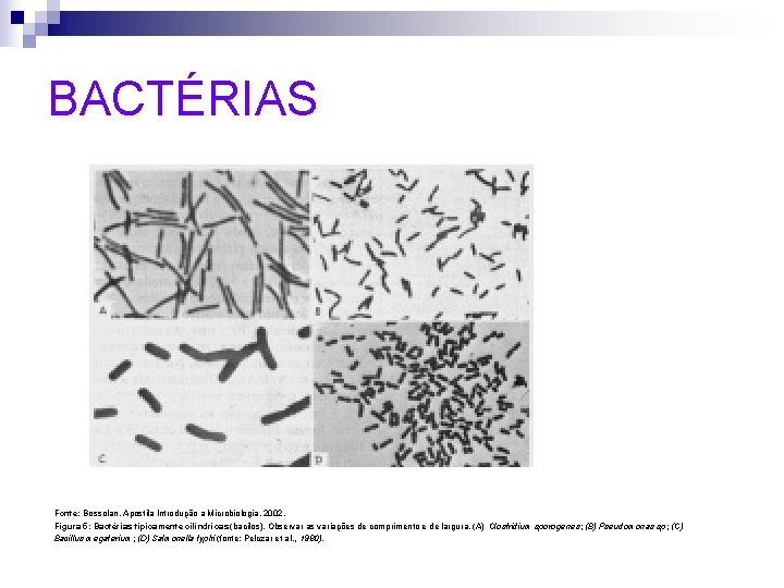 BACTÉRIAS Fonte: Bossolan, Apostila Introdução a Microbiologia, 2002. Figura 5: Bactérias tipicamente cilíndricas (bacilos).