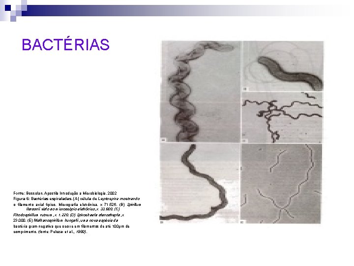 BACTÉRIAS Fonte: Bossolan, Apostila Introdução a Microbiologia, 2002 Figura 6: Bactérias espiraladas. (A) célula