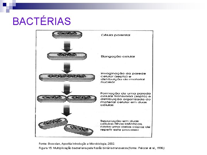 BACTÉRIAS Fonte: Bossolan, Apostila Introdução a Microbiologia, 2002. Figura 15: Multiplicação bacteriana pela fissão