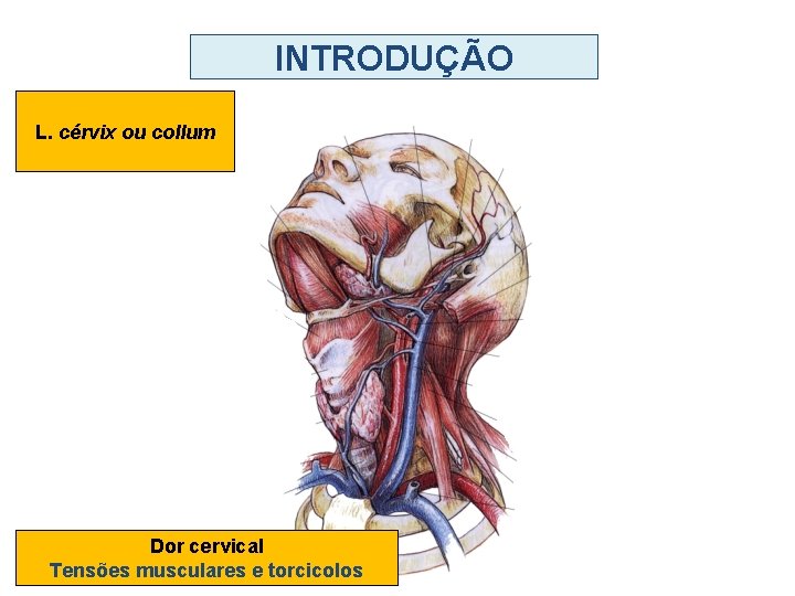 INTRODUÇÃO L. cérvix ou collum Dor cervical Tensões musculares e torcicolos 