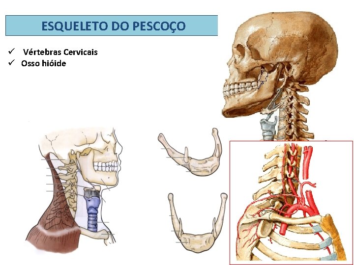 ESQUELETO DO PESCOÇO ü Vértebras Cervicais ü Osso hióide 