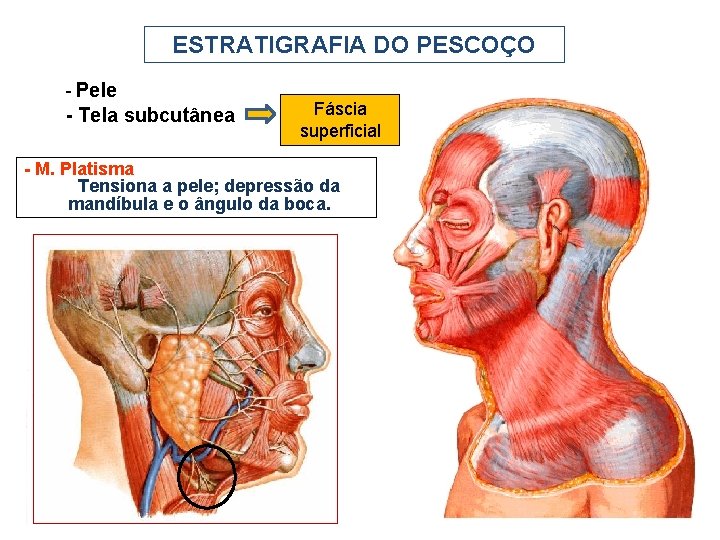 ESTRATIGRAFIA DO PESCOÇO - Pele - Tela subcutânea Fáscia superficial - M. Platisma Tensiona