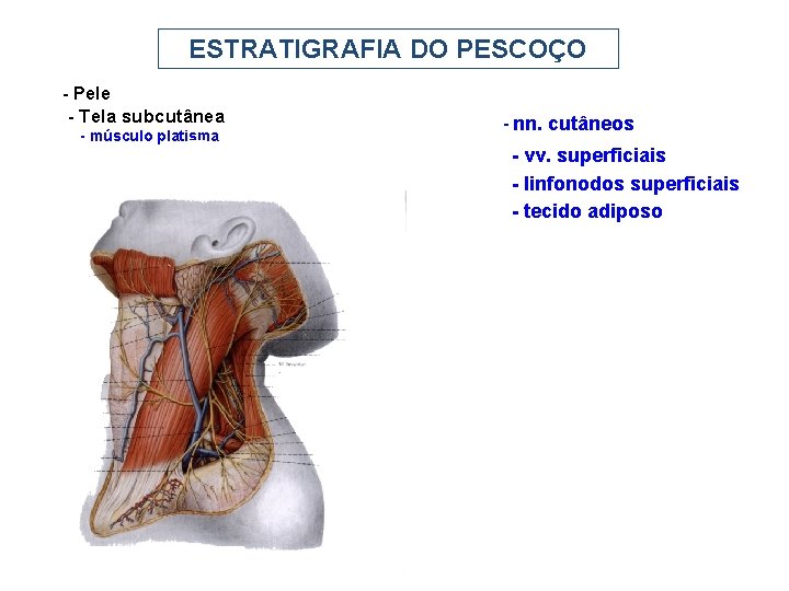 ESTRATIGRAFIA DO PESCOÇO - Pele - Tela subcutânea - músculo platisma - nn. cutâneos