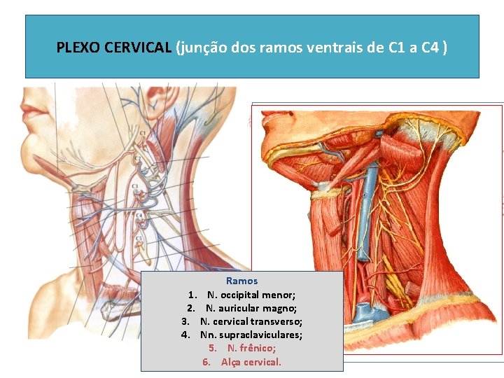 PLEXO CERVICAL (junção dos ramos ventrais de C 1 a C 4 ) Ramos