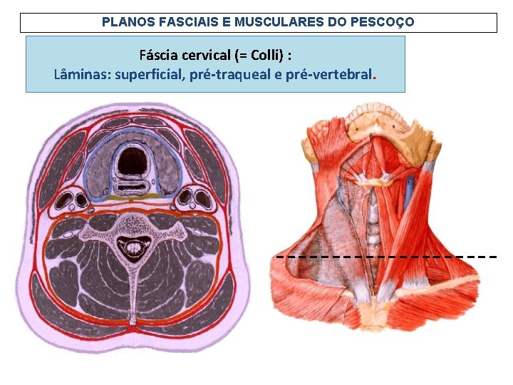 PLANOS FASCIAIS E MUSCULARES DO PESCOÇO Fáscia cervical (= Colli) : Lâminas: superficial, pré-traqueal