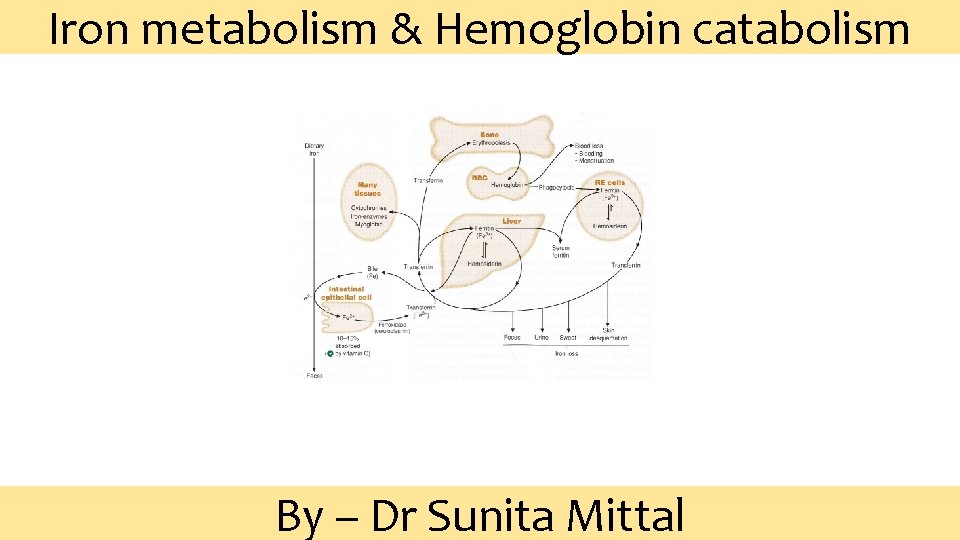 Iron metabolism & Hemoglobin catabolism By – Dr Sunita Mittal 