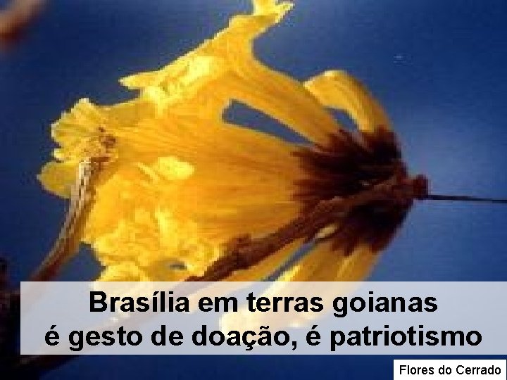 Brasília em terras goianas é gesto de doação, é patriotismo Flores do Cerrado Brasília em terras goianas é gesto de doação, é patriotismo Flores do Cerrado