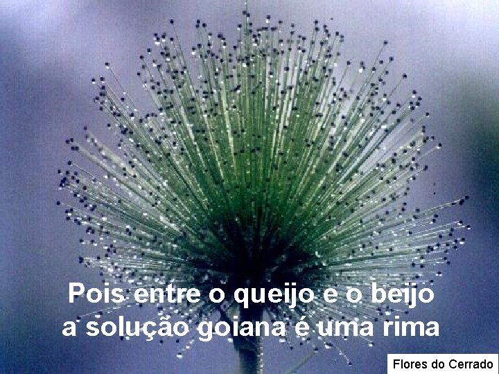 Pois entre o queijo e o beijo a solução goiana é uma rima Flores Pois entre o queijo e o beijo a solução goiana é uma rima Flores