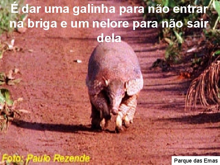 É dar uma galinha para não entrar na briga e um nelore para não É dar uma galinha para não entrar na briga e um nelore para não