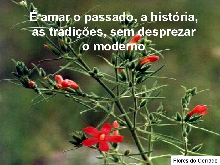 É amar o passado, a história, as tradições, sem desprezar o moderno Flores do É amar o passado, a história, as tradições, sem desprezar o moderno Flores do