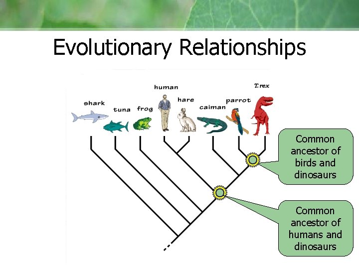 Evolutionary Relationships Common ancestor of birds and dinosaurs Common ancestor of humans and dinosaurs