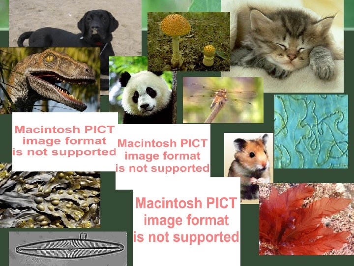 cute vert pics plus more 