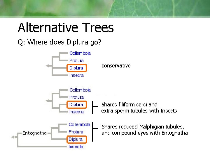 Alternative Trees Q: Where does Diplura go? conservative Shares filiform cerci and extra sperm