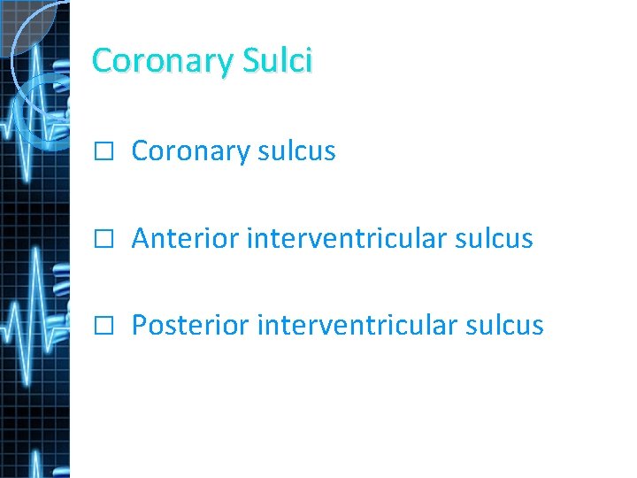 Coronary Sulci � Coronary sulcus � Anterior interventricular sulcus � Posterior interventricular sulcus 