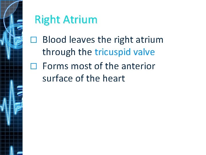 Right Atrium Blood leaves the right atrium through the tricuspid valve � Forms most