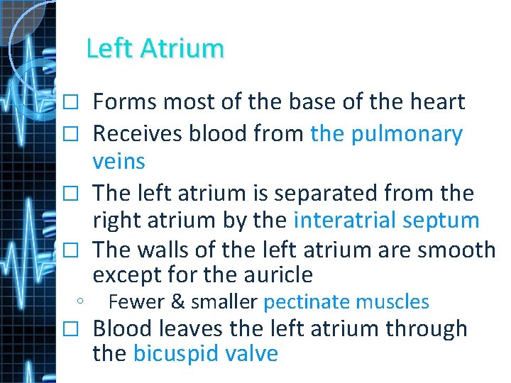 Left Atrium Forms most of the base of the heart � Receives blood from