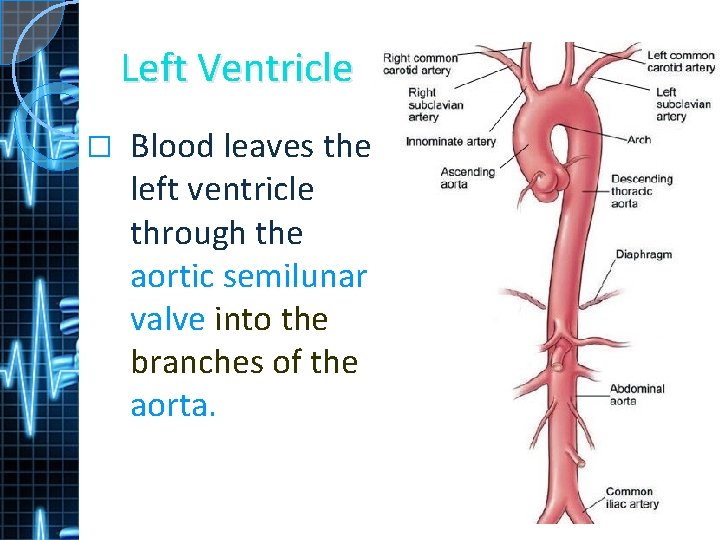 Left Ventricle � Blood leaves the left ventricle through the aortic semilunar valve into