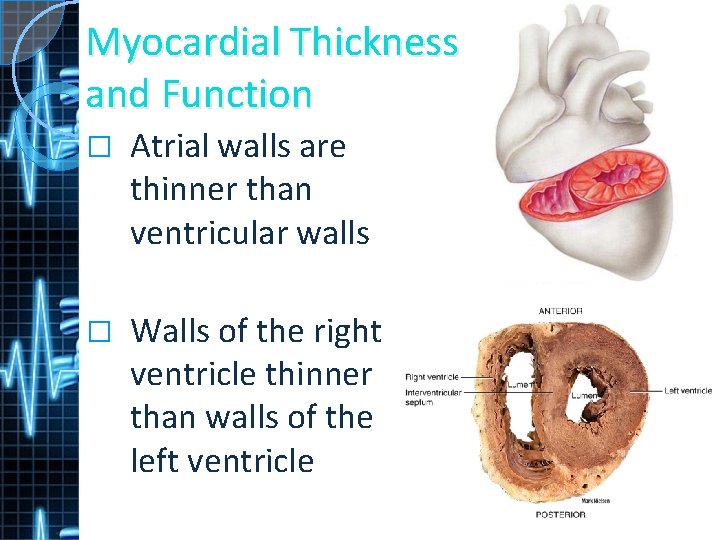 Myocardial Thickness and Function � Atrial walls are thinner than ventricular walls � Walls