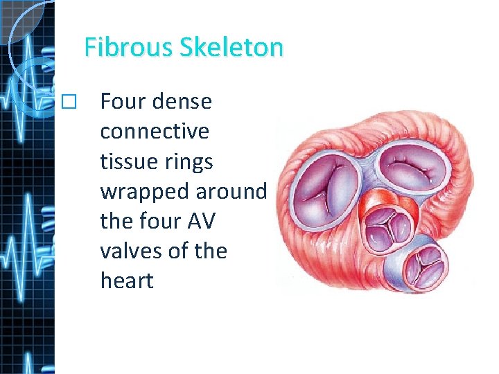 Fibrous Skeleton � Four dense connective tissue rings wrapped around the four AV valves