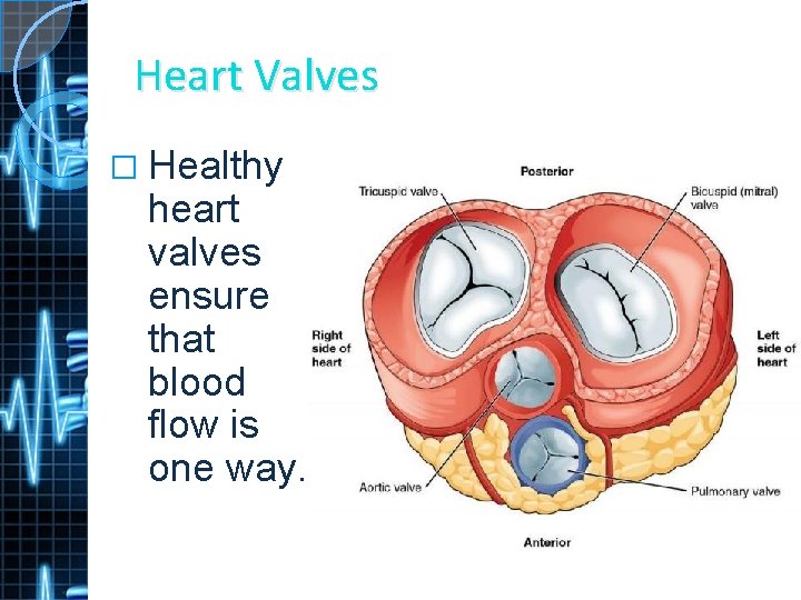 Heart Valves � Healthy heart valves ensure that blood flow is one way. 